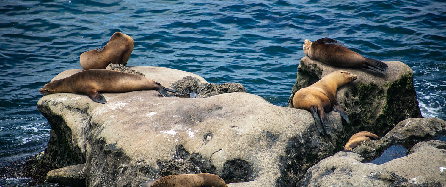California Sea Lions sunbathing on rocks